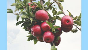 10 Different Types of Apples (And What to Do With Them)