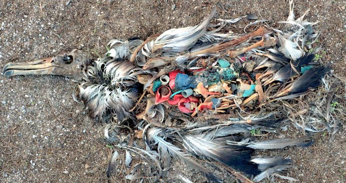 The Story of ALBATROSS