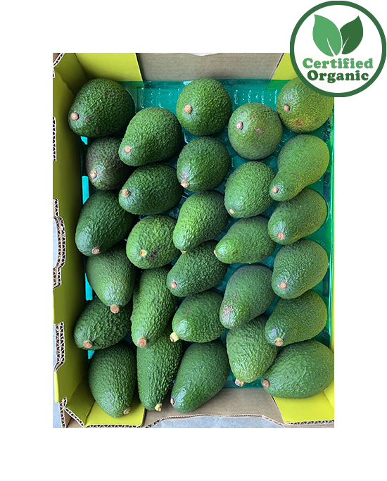 Organic Avocado Hass PREMIUM 