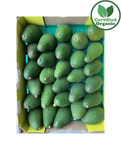 Organic Avocado Hass PREMIUM 