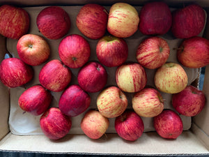 Gala apples 12kg Box