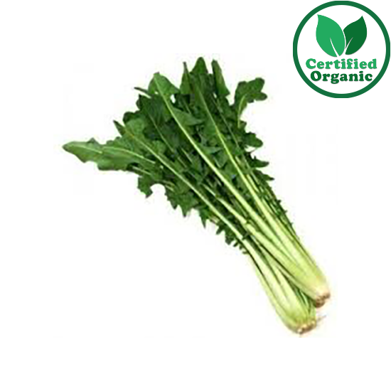 Organic Chicory BN