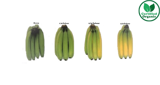 Organic Banana Cavendish Premium 6kg [ 1/2  Box ]