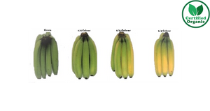 Organic Banana Cavendish Premium 6kg [ 1/2  Box ]