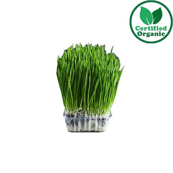 Organic Wheat Grass LIVE Punnet