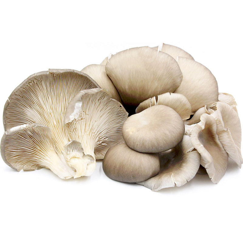 Organic Mushroom OYSTER