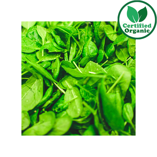 Organic BOX Baby Spinach 1.5KG 