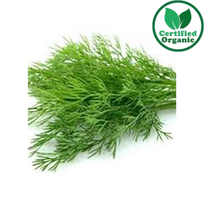 Organic Herb Dill Bunch