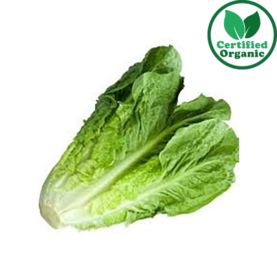 Organic Lettuce Cos 10 to 12