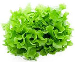 Organic Lettuce Green Oak 8pc [ 8 each per Box ] $2.53 each