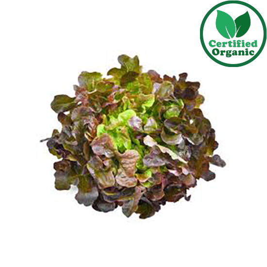 Organic Lettuce Red Oak 8pc 