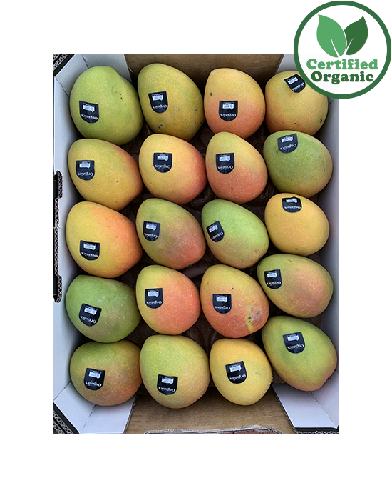 Organic Mango K.P TRAY 7kg