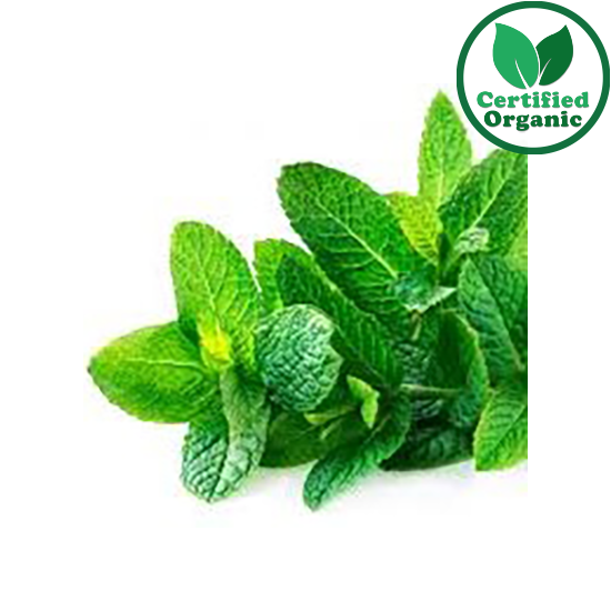 Organic Herb Mint